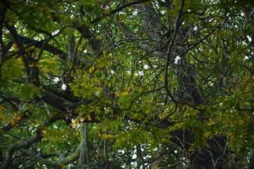 Trees in Sri Lanka