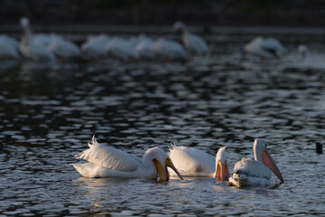 White pelicans fishing on Lake Hodges while daylight fades
