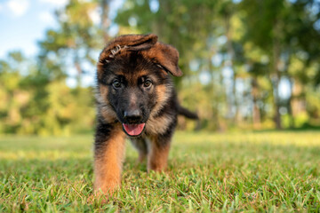 German Shepherd puppy at the park on green grass and sunny day. Playful 8 week old puppy. 