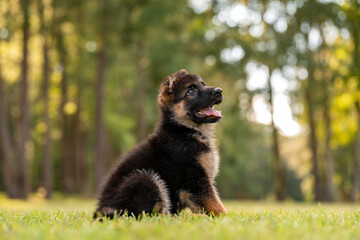 German Shepherd puppy at the park on green grass and sunny day. Playful 8 week old puppy. 