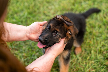 German Shepherd puppy at the park on green grass and sunny day. Playful 8 week old puppy. 