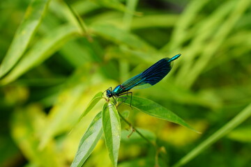 A dragonfly