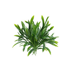 Fototapeta premium Lush Green Grass Plant Isolated on White Background