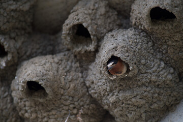 Cliff Swallow nesting colony looking out