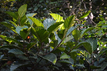 leaves in the garden