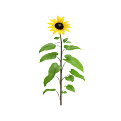 Single Sunflower Plant with Green Leaves on a White Background