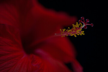 Red Hibiscus flower selected focus on pistil