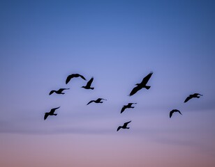 Fototapeta premium A flock of birds soars across the sky at twilight, their dark silhouettes standing out against the deepening shades of blue and purple.