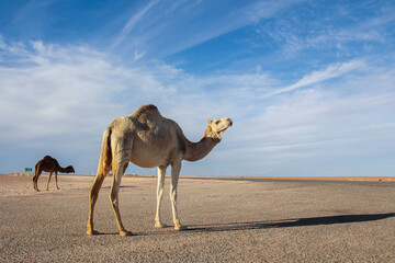 Camel in the middle of the road