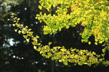 Ginkgo, Yin und Yang