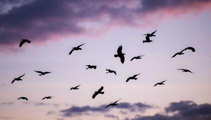 Fototapeta premium A flock of birds soars across the sky at twilight, their dark silhouettes standing out against the deepening shades of blue and purple.