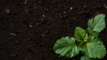 plant in the ground