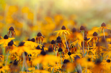 Jesienne kwiaty, Rudbekia, tapeta, dekoracja. 