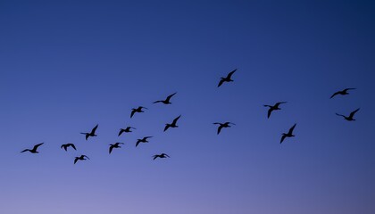 Fototapeta premium A flock of birds soars across the sky at twilight, their dark silhouettes standing out against the deepening shades of blue and purple.