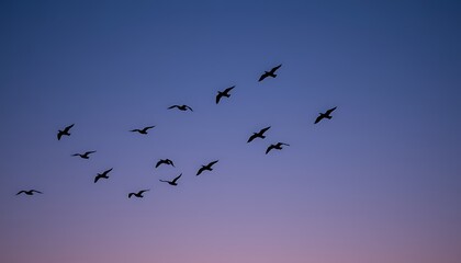 Fototapeta premium A flock of birds soars across the sky at twilight, their dark silhouettes standing out against the deepening shades of blue and purple.