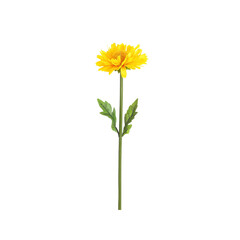 Single Yellow Flower with Green Stem and Leaves on a White Background
