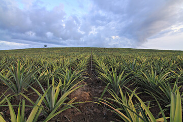 Landscape of Pineapple Plantation in Prachuap Khiri Khan Province, Thailand 