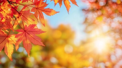 Maple leaves in autumn sunny day