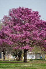 lapacho en flor
