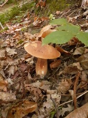 Porcini nel bosco