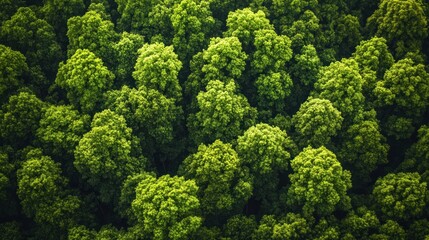 Naklejka premium Lush green forest canopy viewed from above.
