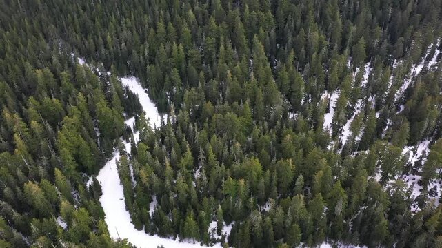  4k high quality aerial drone video footage of an evergreen tall forests with snow, captured at early spring, near Mount Hood, Oregon. Landscape, nature drone video for download.
