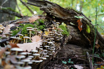 Pilze im Neckarremser Wald