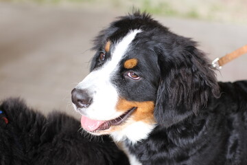 Dog, Cane, Bovaro del Bernese, Bovaro Svizzero, Bernese Mountain Dog