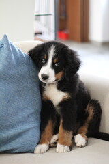 Dog, Cane, Bovaro del Bernese, Bovaro Svizzero, Bernese Mountain Dog