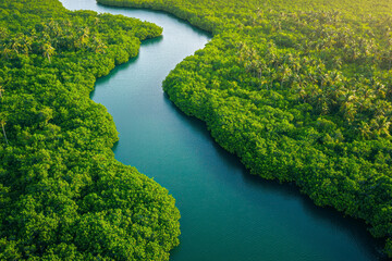 Fototapeta premium Aerial view of lush green mangrove coast.