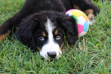 Dog, Cane, Bovaro del Bernese, Bovaro Svizzero, Bernese Mountain Dog
