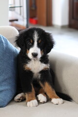 Dog, Cane, Bovaro del Bernese, Bovaro Svizzero, Bernese Mountain Dog