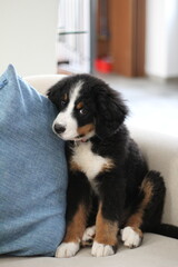 Dog, Cane, Bovaro del Bernese, Bovaro Svizzero, Bernese Mountain Dog