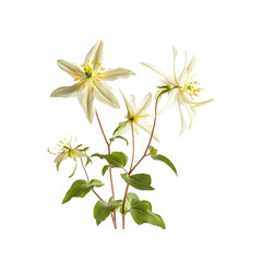 Obraz premium White Wildflowers with Green Leaves