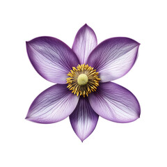 Fototapeta premium Purple Flower with Yellow Center Isolated on White Background