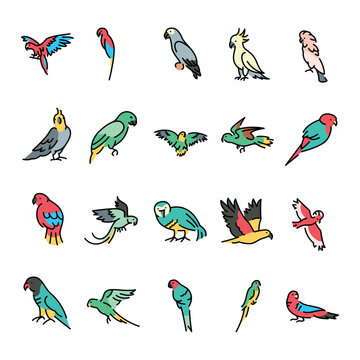 Parrots color icons set.