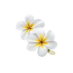 Naklejka premium Two White Plumeria Flowers with Yellow Centers Isolated on White Background