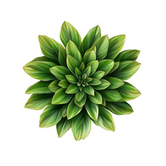 Green Succulent Plant Top View