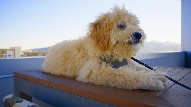 Fluffy Maltipoo dog lies on the table at the open balcony and yawns. Close up shot of cute beige Maltipoo dog with light blue sky in the background.