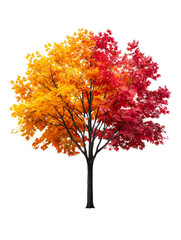 Fototapeta premium A tree with orange and red leaves