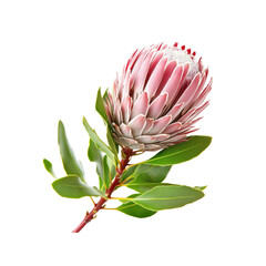 Pink Protea Flower with Green Leaves Isolated on White Background