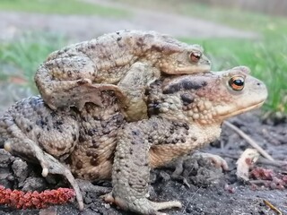 Fototapeta premium frog in the grass