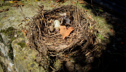 Pequeño huevo en nido de pájaro