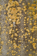 Liquen en muro de cemento
