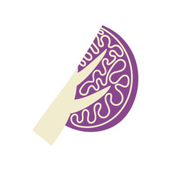 Red cabbage hand drawn flat vector illustration. Fresh vegetable print for kitchen, menu, food package design. Healthy cute organic product.