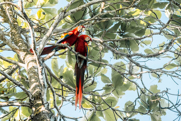 beautiful parrot scarlet macaw red bird animal 