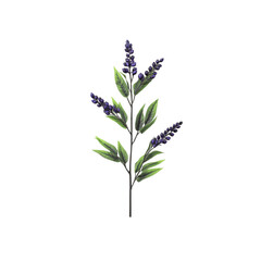 Fototapeta premium Purple Flower Sprig with Green Leaves