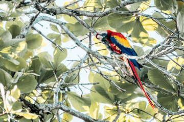 beautiful parrot scarlet macaw red bird animal 