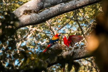scarlet macaw birds parrot animal Costa Rica