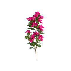 Pink Bougainvillea Flower Branch Isolated on White Background